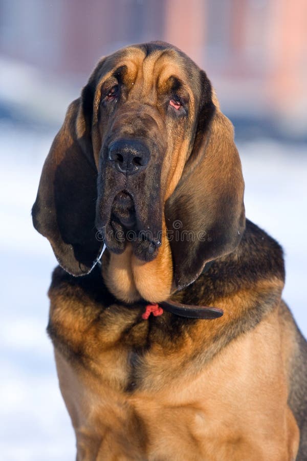 Cão do Bloodhound imagem de stock. Imagem de olhar, animal 13817749