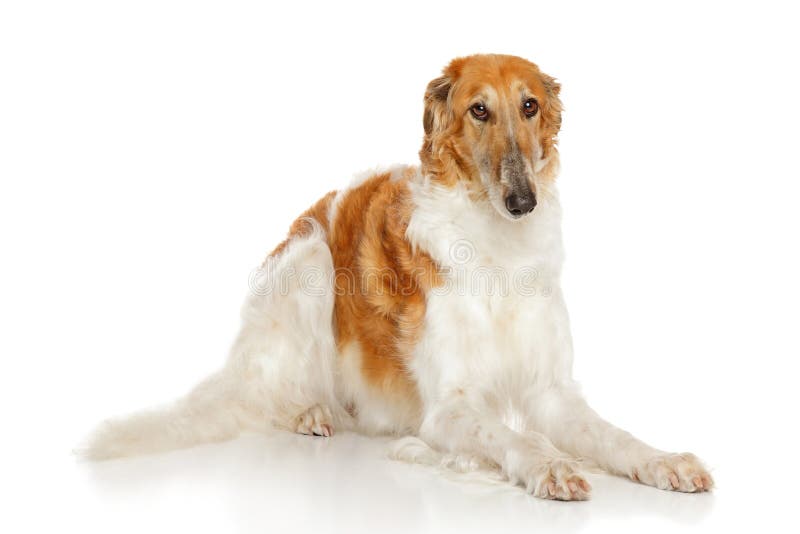Cão do Borzoi do russo imagem de stock Cão do Borzoi do russo imagem de stock