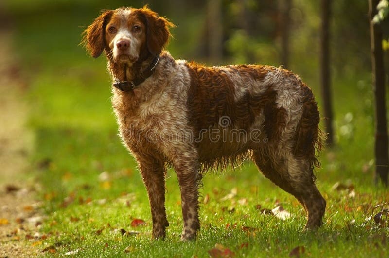 Cão do caçador Cão do caçador