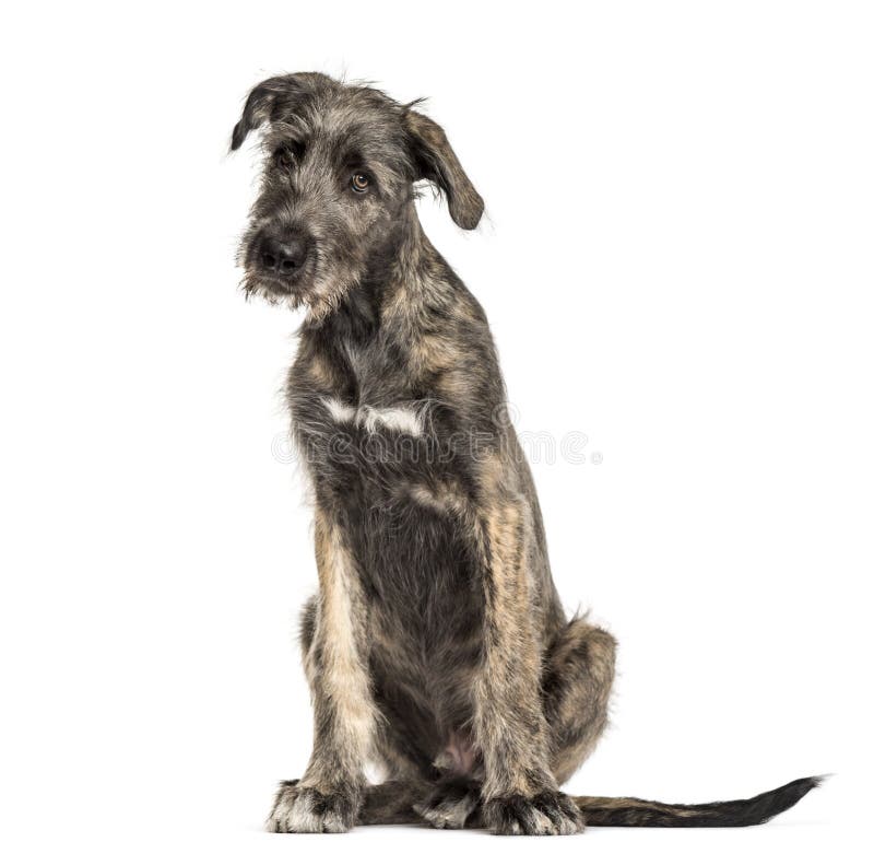 Irish Wolfhound dog, sitting, , isolated on white. Irish Wolfhound dog, sitting, , isolated on white