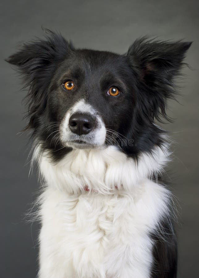 Cão do Collie de beira imagem de stock Cão do Collie de beira imagem de stock