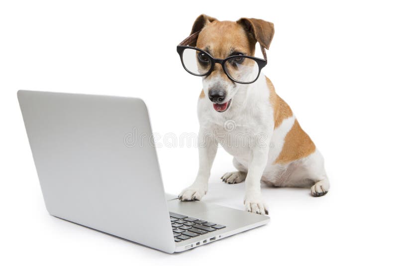 Cão do computador foto de stock royalty free