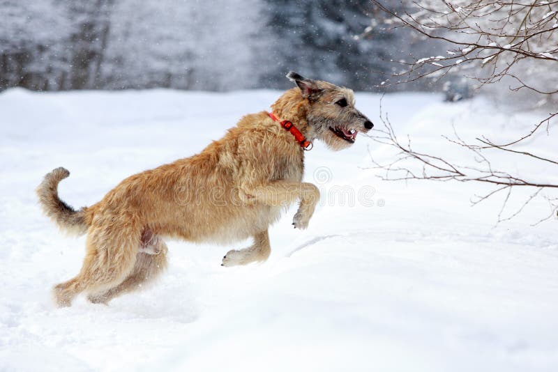 Irish wolfhound dog in winter. Irish wolfhound dog in winter