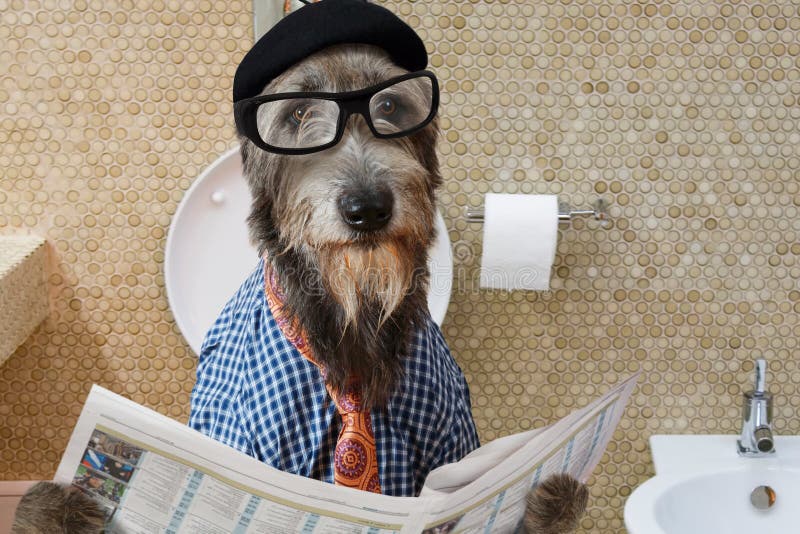 Humorous picture of a Irish wolfhound dog dressed in a hat, glasses and shirt, sitting on the crapper reading the newspaper. Humorous picture of a Irish wolfhound dog dressed in a hat, glasses and shirt, sitting on the crapper reading the newspaper