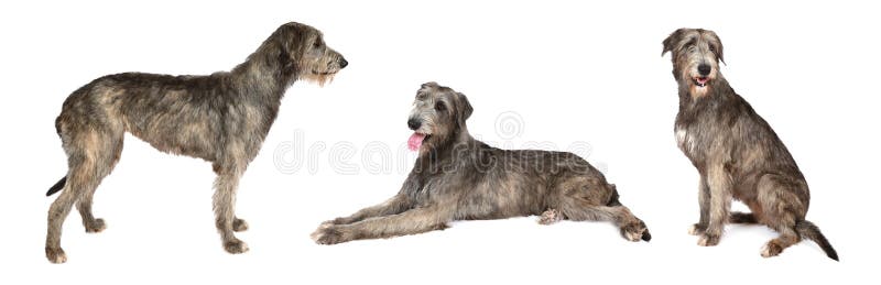 Photo collage of Irish wolfhound dog, studio shot on white background. Photo collage of Irish wolfhound dog, studio shot on white background