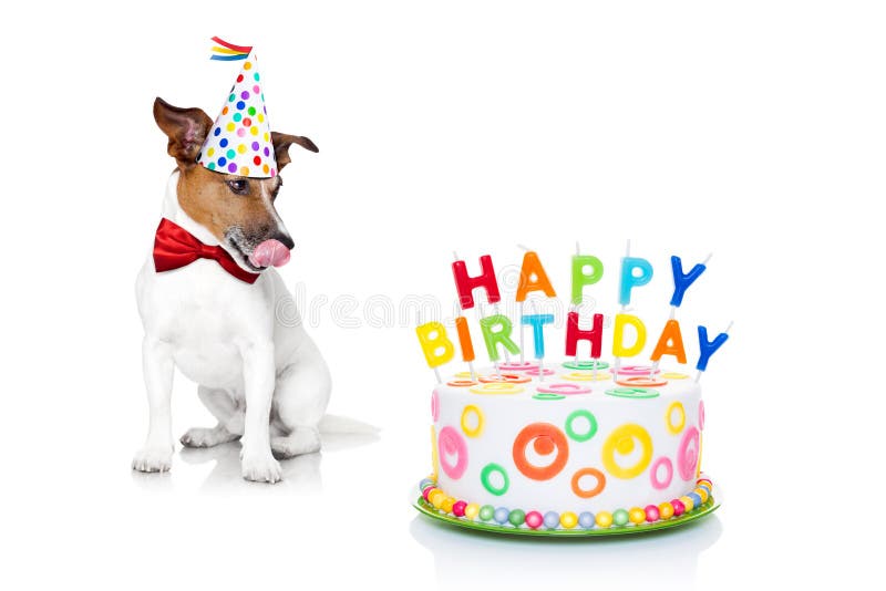 Cão do feliz aniversario Cão do feliz aniversario