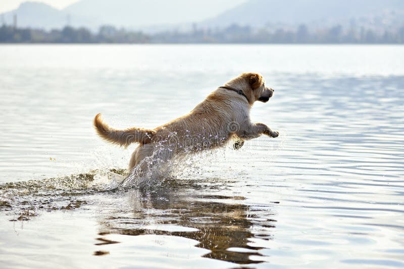 Cão do golden retriever que corre na água imagem de stock royalty free Cão do golden retriever que corre na água imagem de stock royalty free