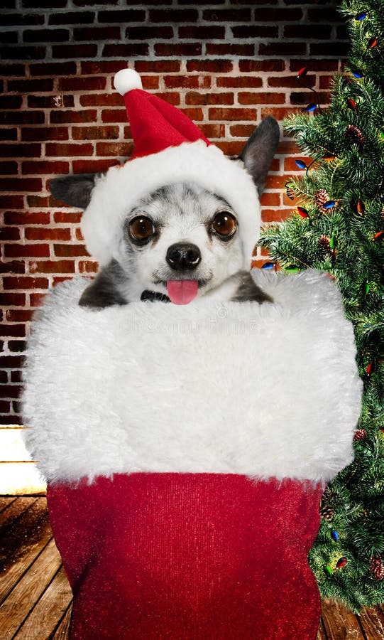Cão do Natal imagem de stock royalty free Cão do Natal imagem de stock royalty free