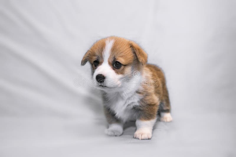 Cão do Pembroke do Corgi de Galês foto de stock Cão do Pembroke do Corgi de Galês foto de stock