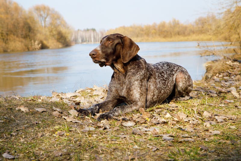 Pointer dog lying on the river Bank. Pointer dog lying on the river Bank.
