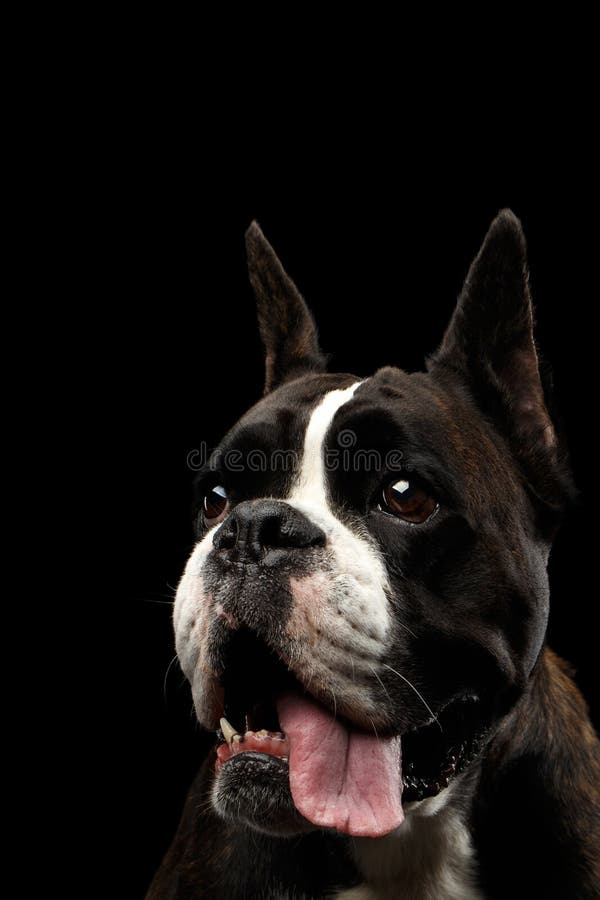 Cão do pugilista do puro-sangue isolado no fundo preto foto de stock royalty free Cão do pugilista do puro-sangue isolado no fundo preto foto de stock royalty free