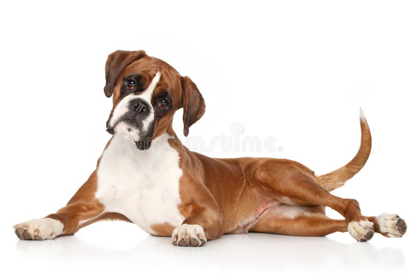 Boxer dog lying on white background. Boxer dog lying on white background