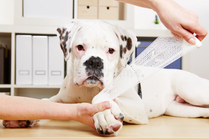 Cão do pugilista que obtem a atadura em seguida foto de stock