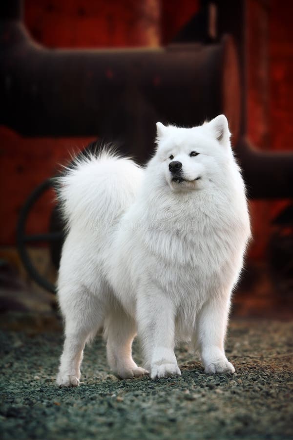 A beautiful samoyed dog in front of the factory. A beautiful samoyed dog in front of the factory