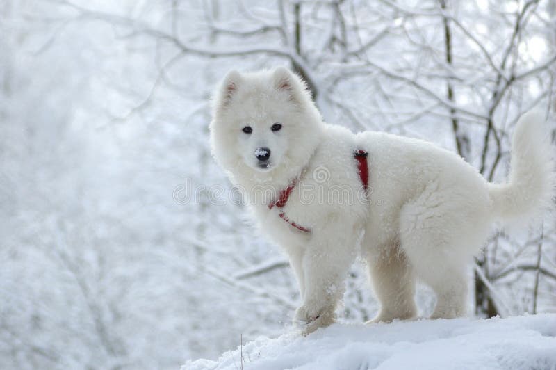 Cão do Samoyed imagem de stock royalty free Cão do Samoyed imagem de stock royalty free