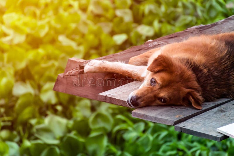 Cão do sono mas olhos abertos imagem de stock Cão do sono mas olhos abertos imagem de stock