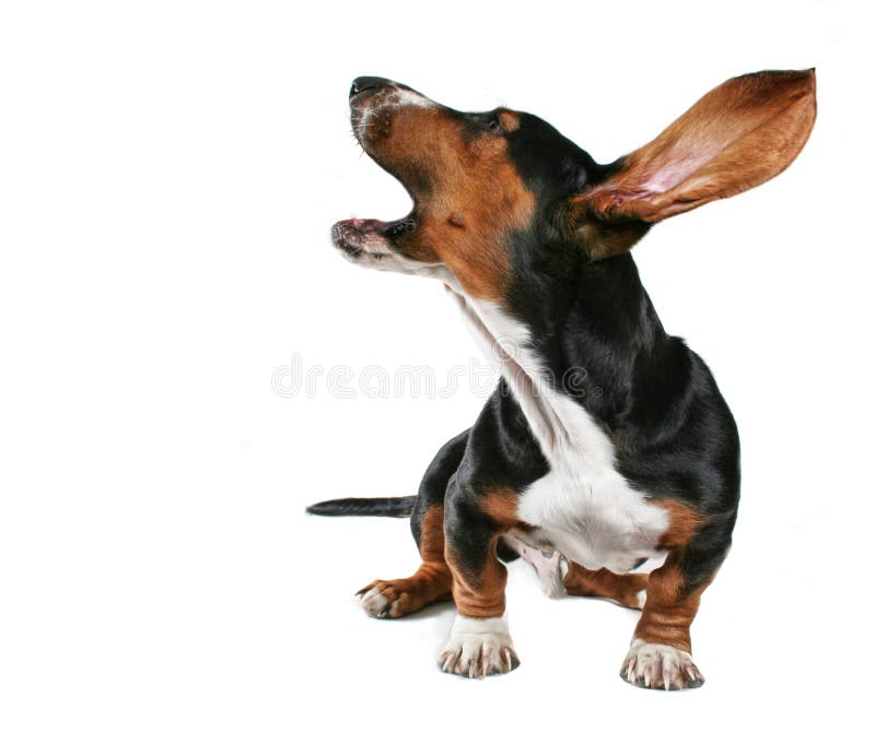 Download Cão do urro imagem de stock. Imagem de puppy, macho, mamífero - 16863243