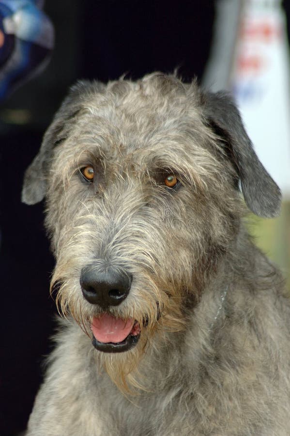 A beautiful Irish Wolfhound dog head portrait with cute expression in the face watching other dogs in the park. A beautiful Irish Wolfhound dog head portrait with cute expression in the face watching other dogs in the park