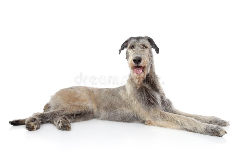 Irish Wolfhound dog lying on a white background. Irish Wolfhound dog lying on a white background