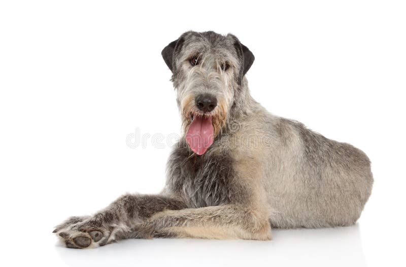 Irish Wolfhound dog posing on a white background. Irish Wolfhound dog posing on a white background