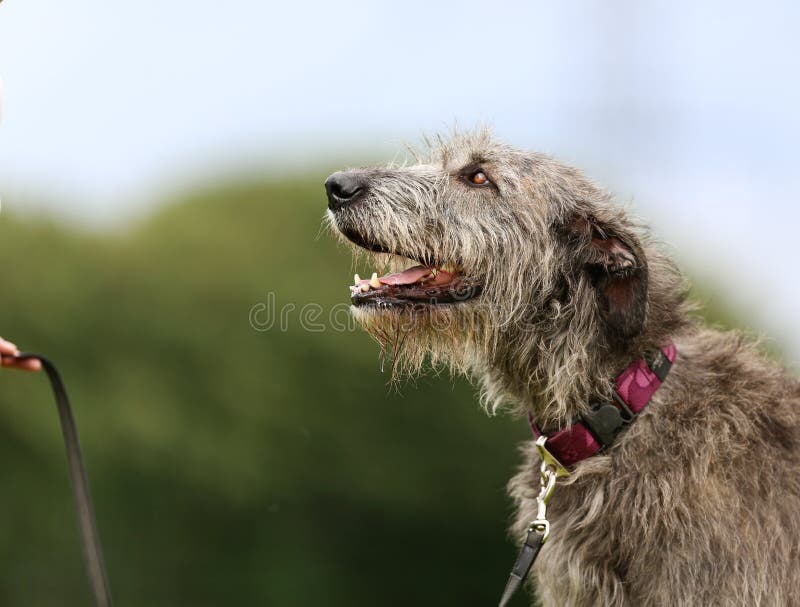 Large purebred Irish Wolfhound dog outdoors on a sunny day. Large purebred Irish Wolfhound dog outdoors on a sunny day.