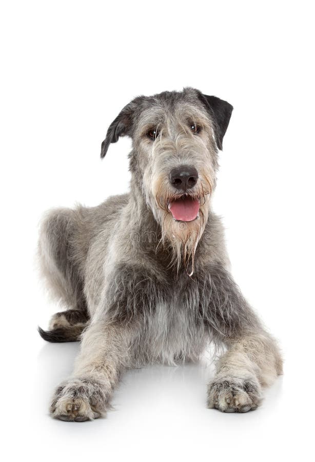 Happy Irish Wolfhound dog lying on a white background. Happy Irish Wolfhound dog lying on a white background