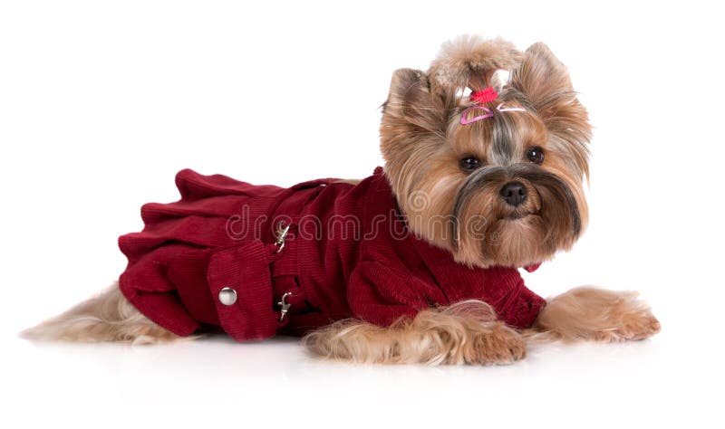 Cão Yorkshire terrier vestido imagens de stock royalty free
