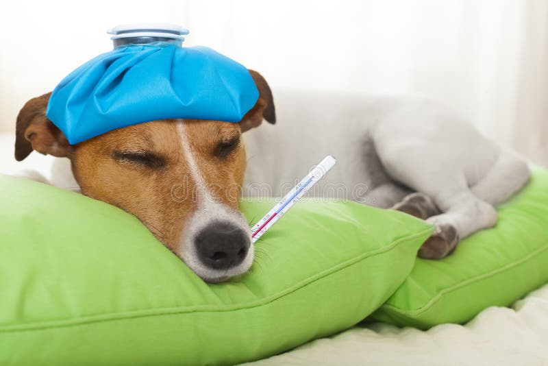 Cão doente imagem de stock. Imagem de isolado, terrier 28710353