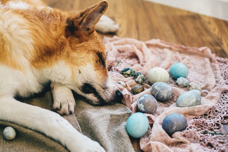 Cão dourado bonito que dorme em ovos da páscoa à moda no fundo de madeira rústico na luz Os ovos da páscoa modernos pintaram com fotografia de stock royalty free Cão dourado bonito que dorme em ovos da páscoa à moda no fundo de madeira rústico na luz Os ovos da páscoa modernos pintaram com fotografia de stock royalty free