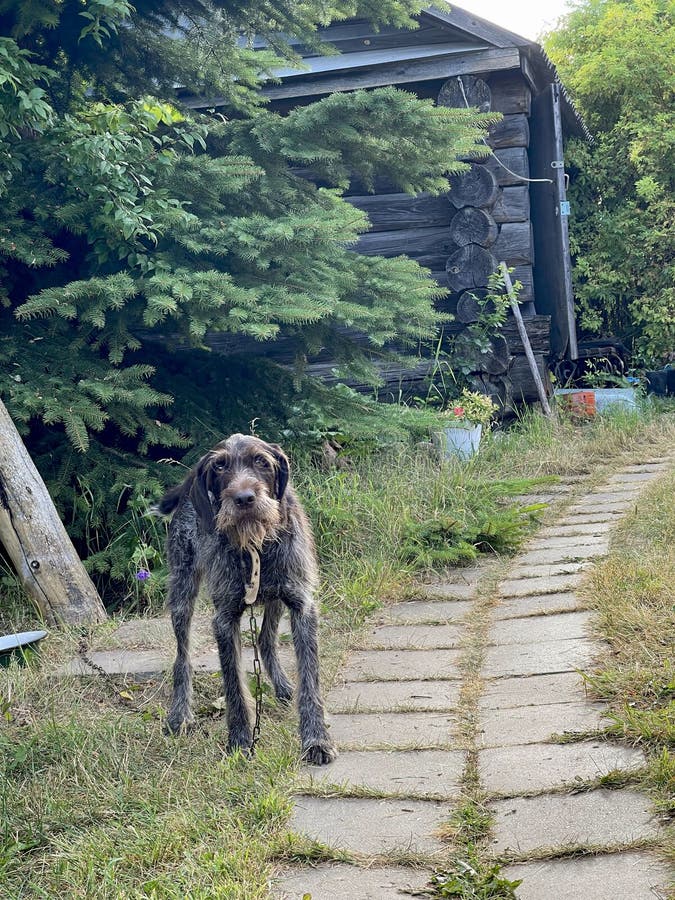 Drathaar dog sitting on a chain near the path in the village. Drathaar dog sitting on a chain near the path in the village