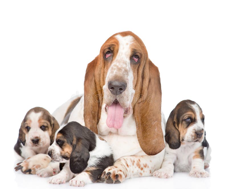 Cão e cachorrinhos adultos de cão do basset Isolado no fundo branco imagem de stock Cão e cachorrinhos adultos de cão do basset Isolado no fundo branco imagem de stock