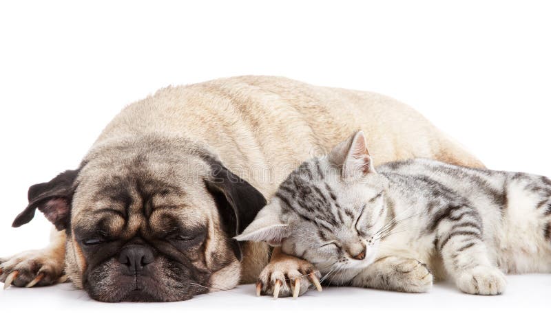 Cão e gato Cão e gato