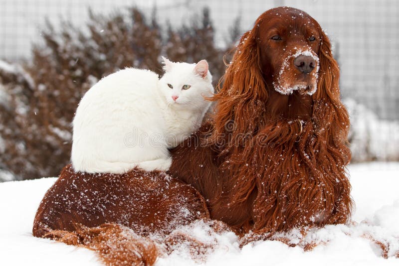 Cão e gato Cão e gato
