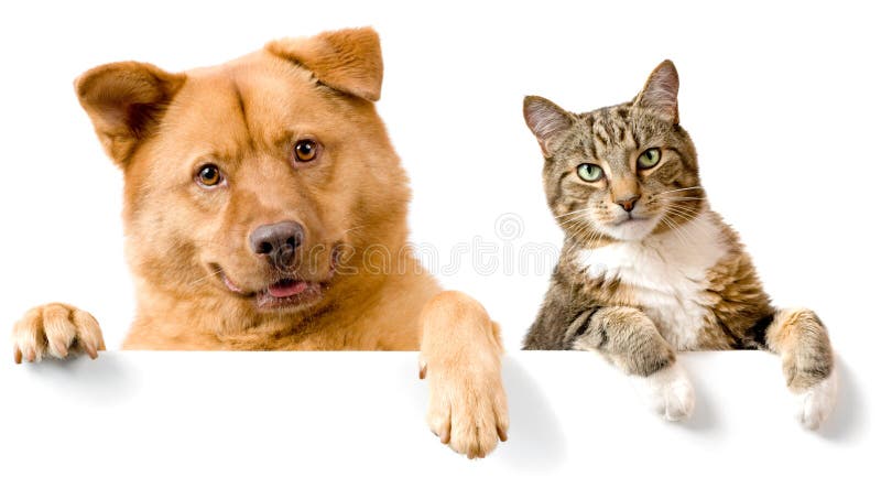 Cão e gato acima da bandeira branca