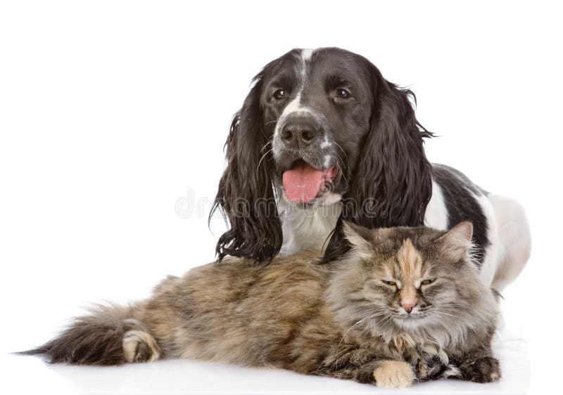 Cão e gato de cocker spaniel do inglês imagem de stock Cão e gato de cocker spaniel do inglês imagem de stock