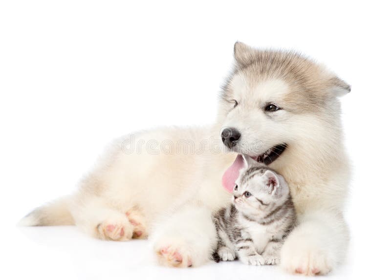 Cão e gato deitados juntos. isolado sobre fundo branco imagem de stock royalty free