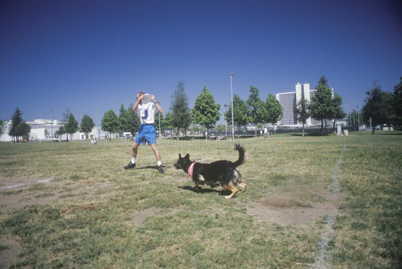 Cão e homem que praticam na competição canina do Frisbee, Westwood, Los Angeles, CA