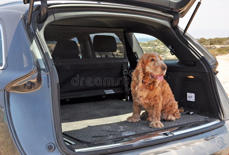 English Cocker Spaniel sitting in the trunk of a jeep. English Cocker Spaniel sitting in the trunk of a jeep