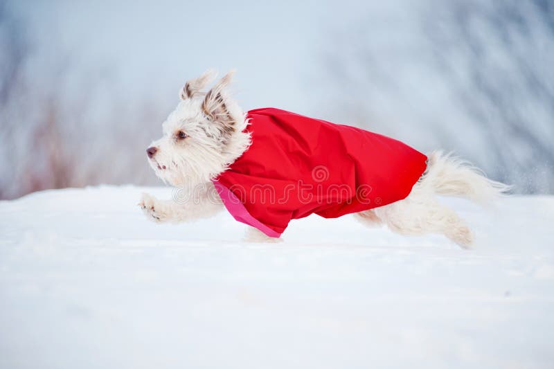 Funny curly super hero dog wearing the red cloak running fast in winter. Funny curly super hero dog wearing the red cloak running fast in winter