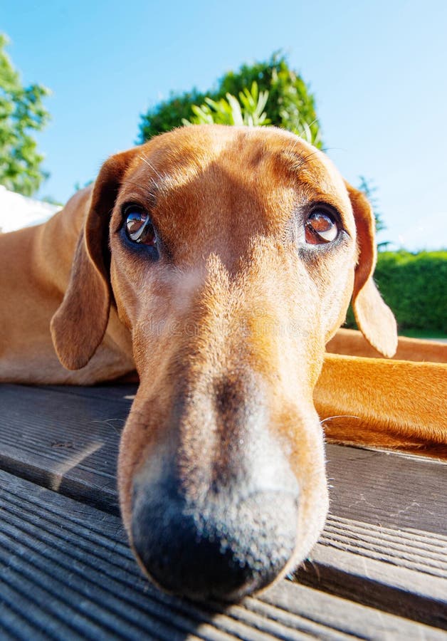 Cão engraçado com nariz longo fotografia de stock Cão engraçado com nariz longo fotografia de stock
