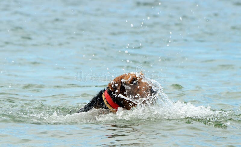 Cão engraçado de Airedale que aprende nadar no mar fotografia de stock Cão engraçado de Airedale que aprende nadar no mar fotografia de stock