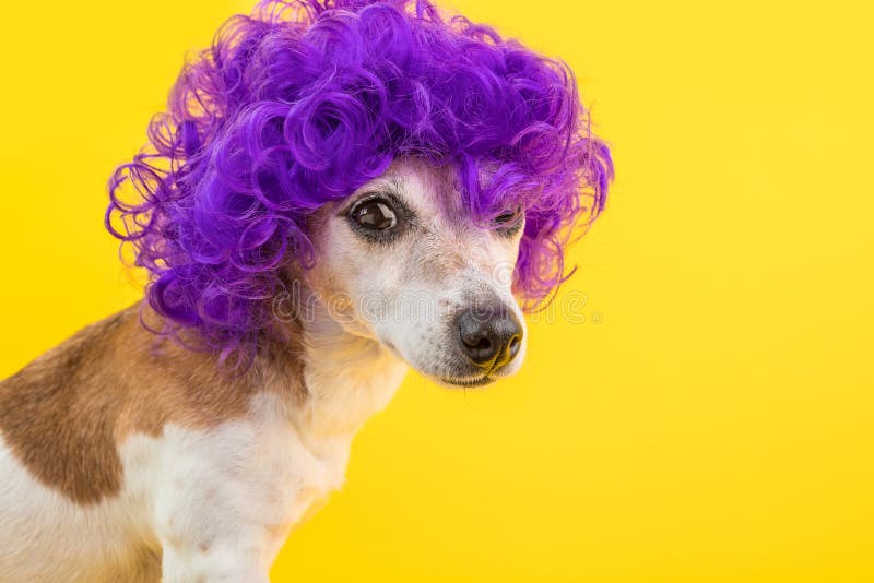 Cão engraçado do olhar dramático na peruca violeta Conceito arrogante Fundo amarelo das cores brilhantes imagem de stock royalty free Cão engraçado do olhar dramático na peruca violeta Conceito arrogante Fundo amarelo das cores brilhantes imagem de stock royalty free