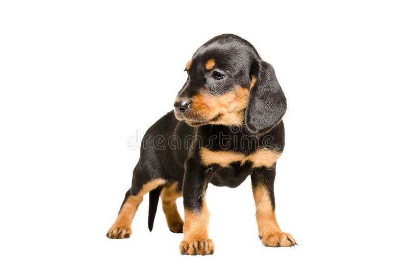 Raça de cachorrinho fofo, Braco Eslovaco imagem de stock royalty free