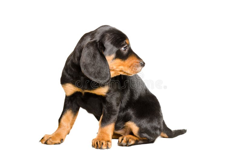 Cão eslovaco da raça curiosa do cachorrinho foto de stock royalty free