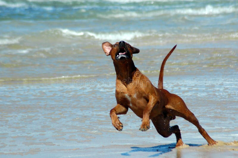 A beautiful active African male Rhodesian Ridgeback hound dog with happy expression in the face playing wild by jumping and running fast in the sea on the beach in South Africa in summertime. A beautiful active African male Rhodesian Ridgeback hound dog with happy expression in the face playing wild by jumping and running fast in the sea on the beach in South Africa in summertime