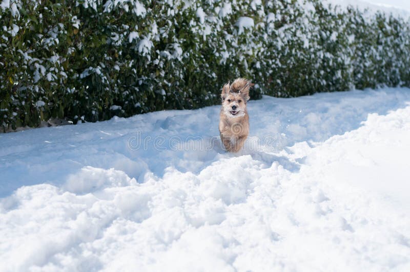 Cão feliz corrido na neve imagem de stock royalty free Cão feliz corrido na neve imagem de stock royalty free