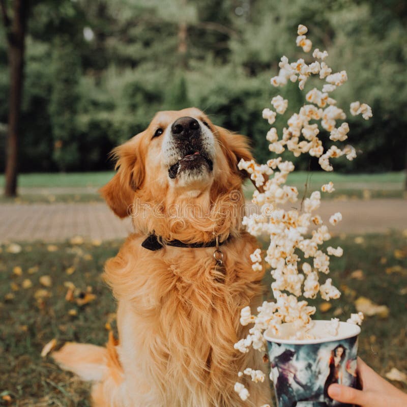 cão feliz do golden retriever com pipoca do voo Parque no fundo imagem de stock cão feliz do golden retriever com pipoca do voo Parque no fundo imagem de stock