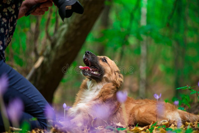 Cão feliz que coloca na terra na floresta e fotografada por seu proprietário durante o outono foto de stock Cão feliz que coloca na terra na floresta e fotografada por seu proprietário durante o outono foto de stock