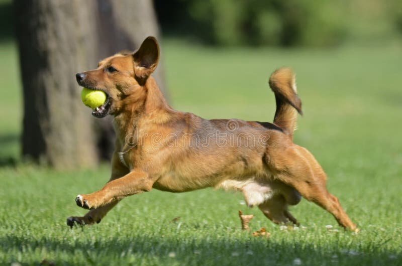 A brown happy little dog is playing with a tennis ball in a green garden in a beautiful summer day. A brown happy little dog is playing with a tennis ball in a green garden in a beautiful summer day.