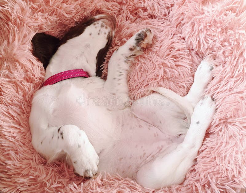 Cão-filhote dormindo na cama rosa